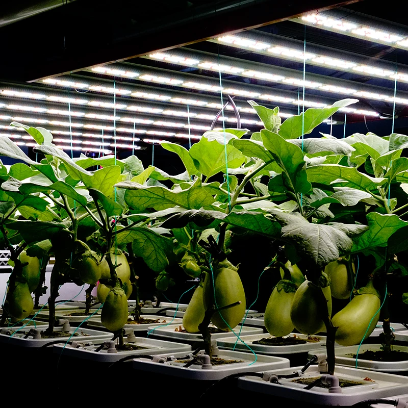 Good Heat Insulation Fashionable Prefab House Prefabricated Shipping growing chamber House For Sale