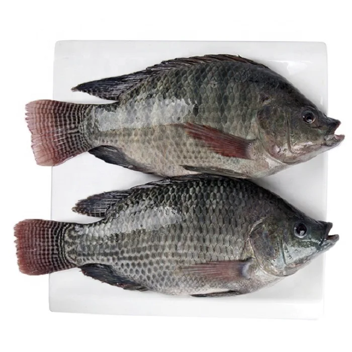 Fresh Frozen Red Tilapia Fish