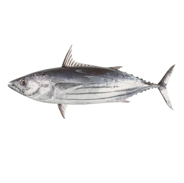 High Quality Sea Frozen Fish Whole Round Bonito Tuna Skipjack For Export Seafood Frozen Whole Round Bonito Tuna Fish Skipjack