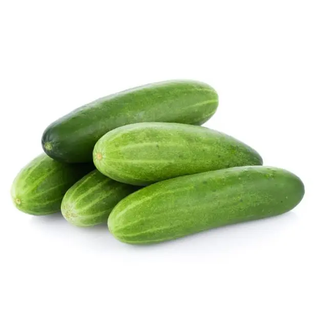 Big Sale for Fresh and Tasty Cucumber from Vietnam Organic Cucumber for EU USA Japan UAE Market Natural Fresh Cucumber Frozen