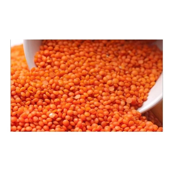 New Crops Red Lentil High Quality Organic Red Lentils in Bulk Max