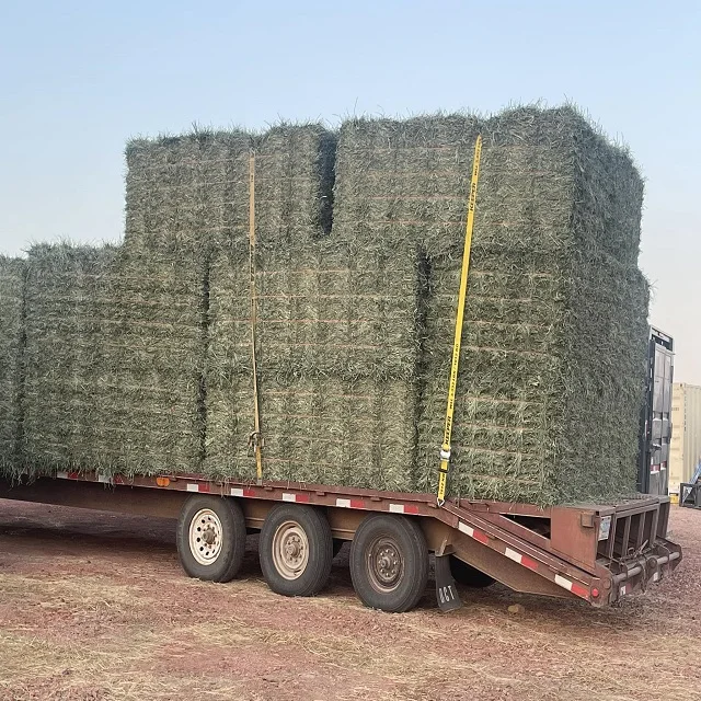 2024 New Stock Alfafa Hay Animal Feeding Stuff Alfalfa, hay/alfalfa hay pellets Timothy in Bales Best Super Top Quality
