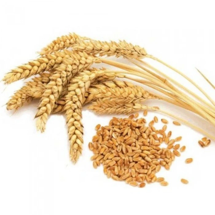 Wheat Grain in bulk / hight quality wheat