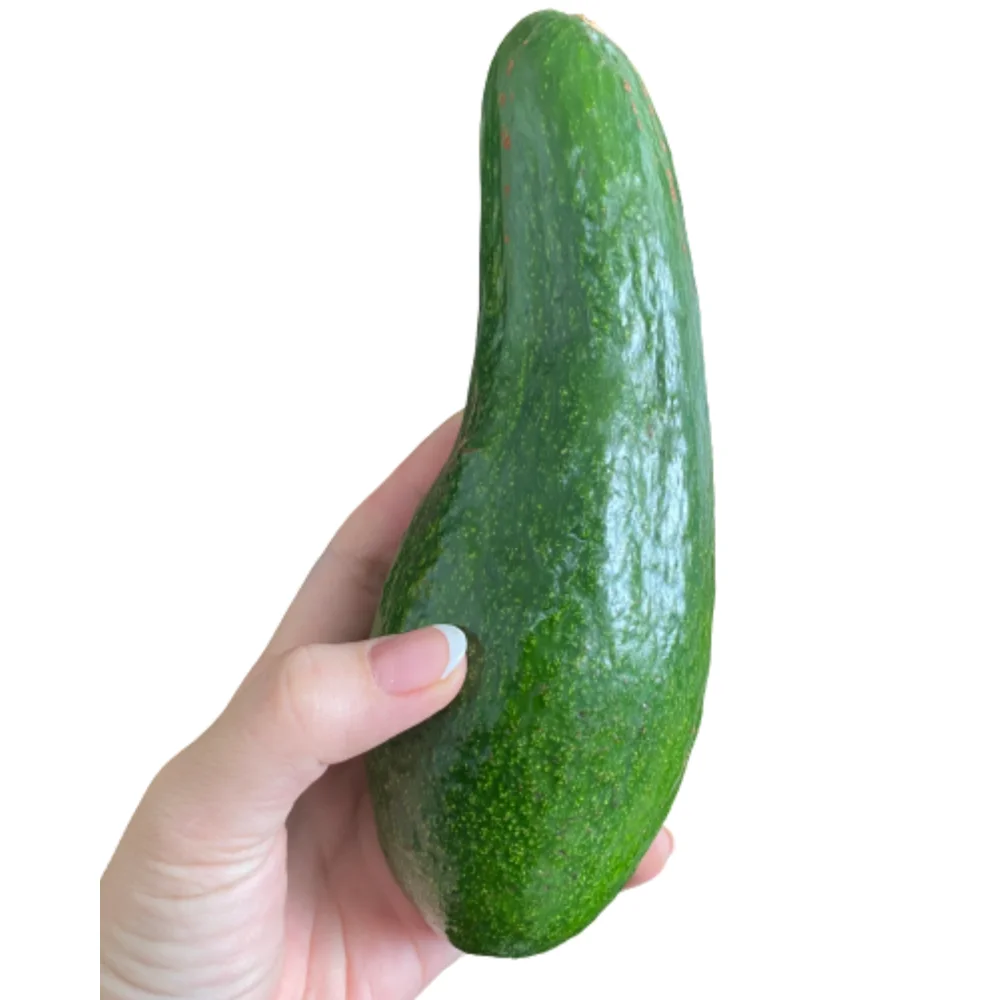 Tropical Fruit Avocado Fast Delivery Viettropical Fruit For Export Us Haccp Carton Box Vietnamese Manufacturer