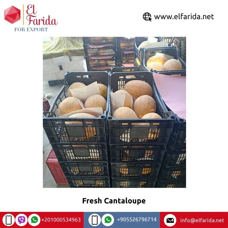 Factory Sale Best Selling Food Grade Organic Natural Sweet Wonderful Delicious Fresh Cantaloupe Tropical Fruits