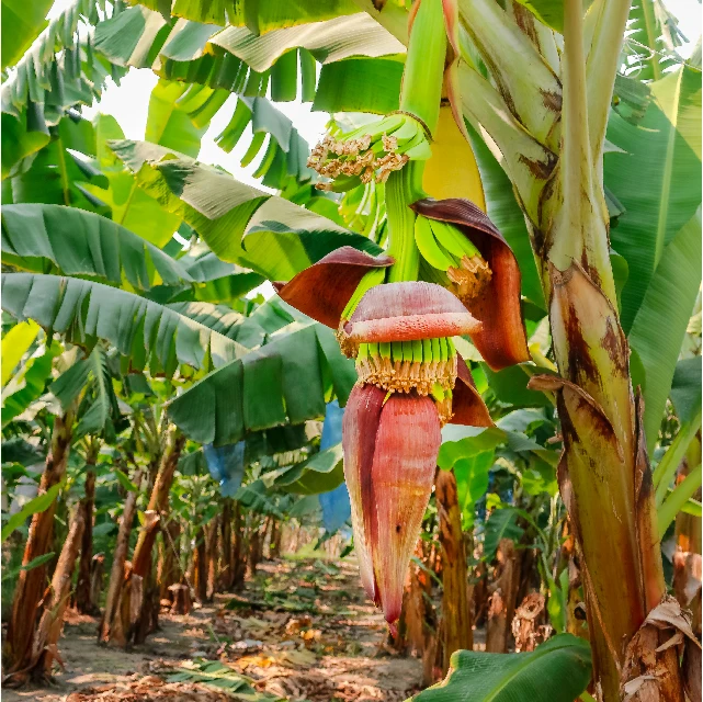 VIETNAM CAVENDISH Green Premium Light Tropical Banana Sweet Style Packing GLOBAL GAP Certificate