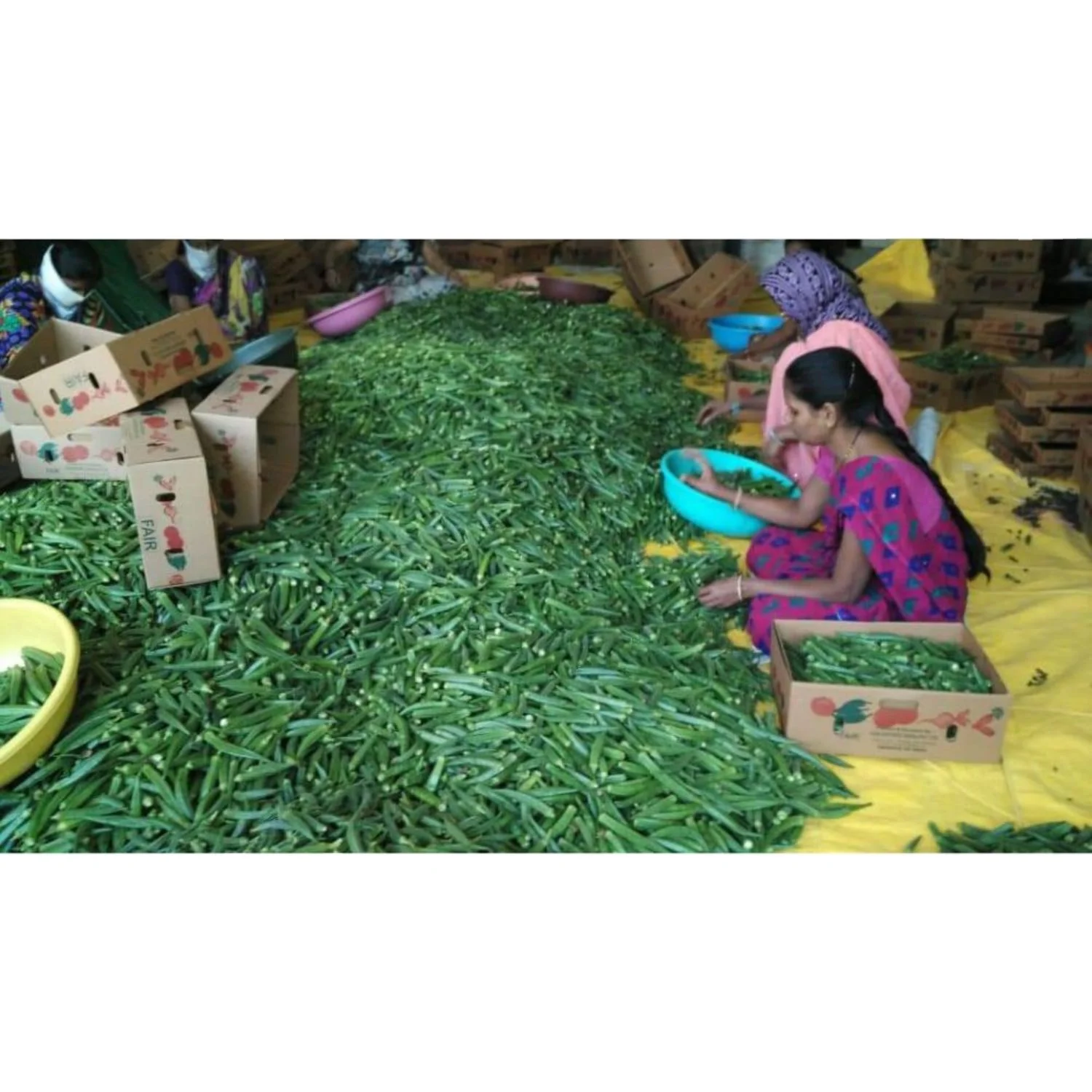 Best Price for Okra Pusa Sawani / Okro export in tin / can packing