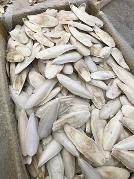 HACCP ISO STANDARD in BIRD FOOD for VIETNAM WASHED CUTTLE FISH BONE/Size 5-25 Cm/VDELTA/Ms. Thao (+84)