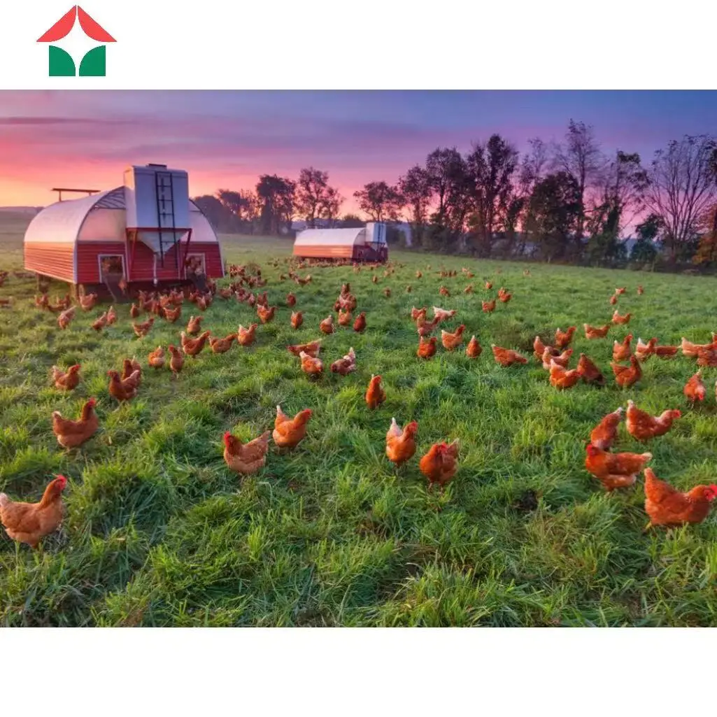 Недорогой коммерческий куриный домик китайского