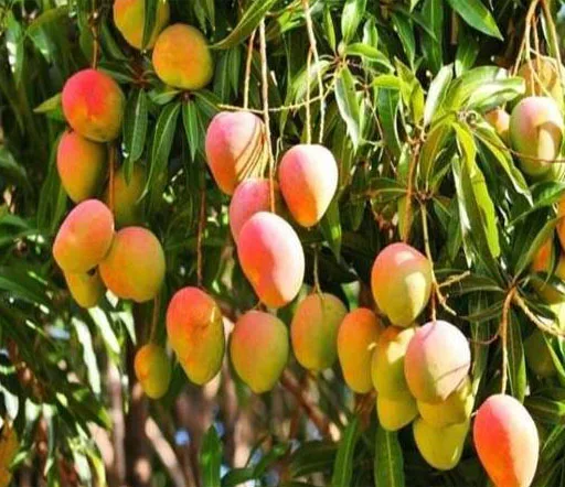 Поставщик свежего манго из