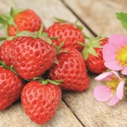 Лучшие продажи свежих клубничных фруктов по дешевой цене