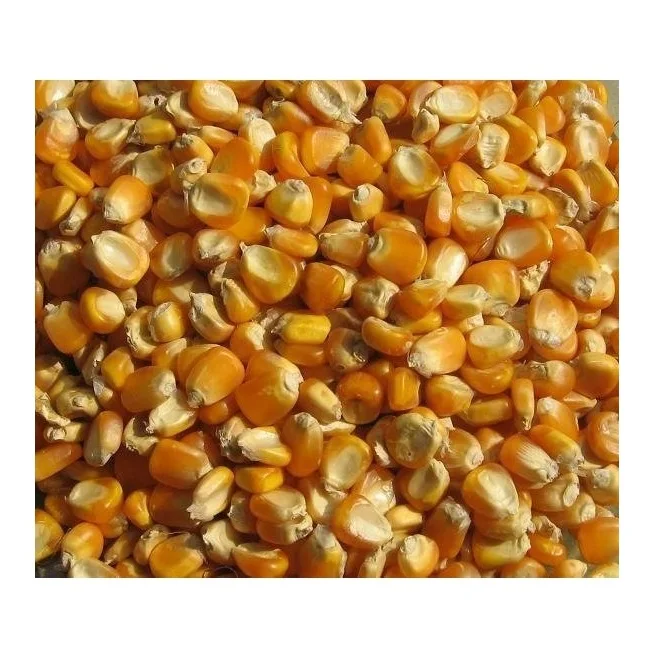 Dried yellow sweet yellow corn, Yellow Maize for sale.