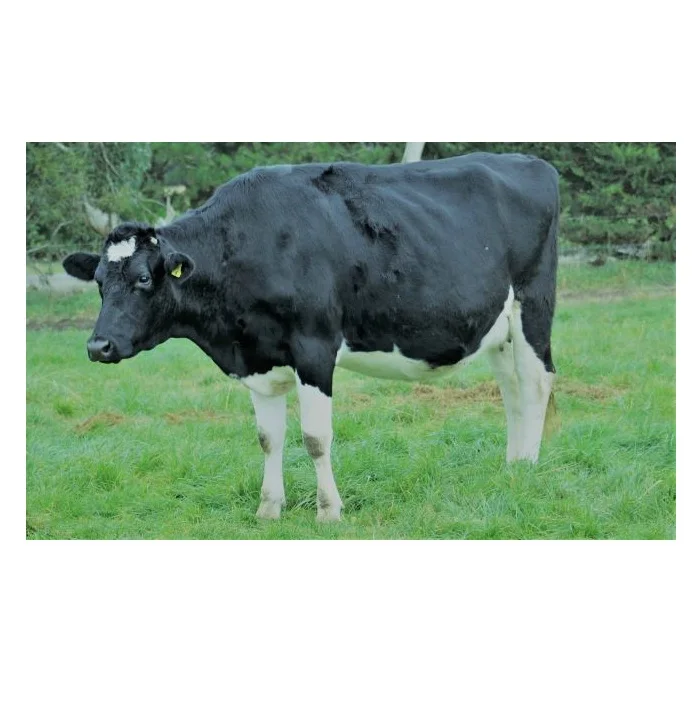 Горячая Распродажа по цене Holstein Friesian, живой скот в массовом количестве