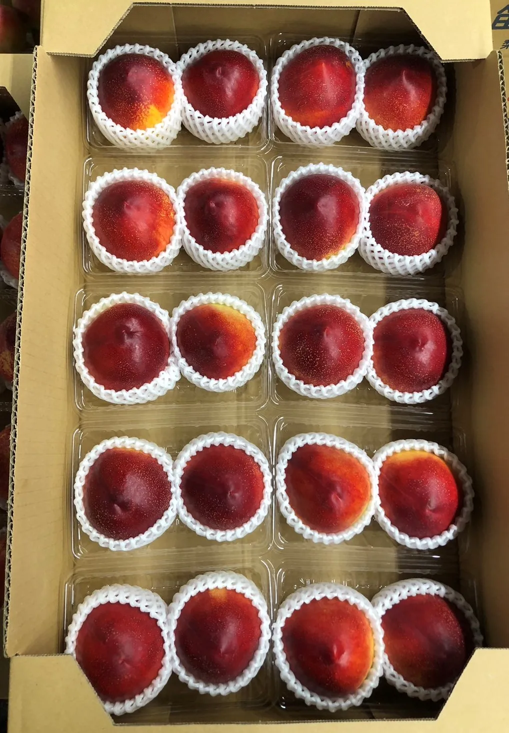 Summer Angel Fresh Plum from Japan