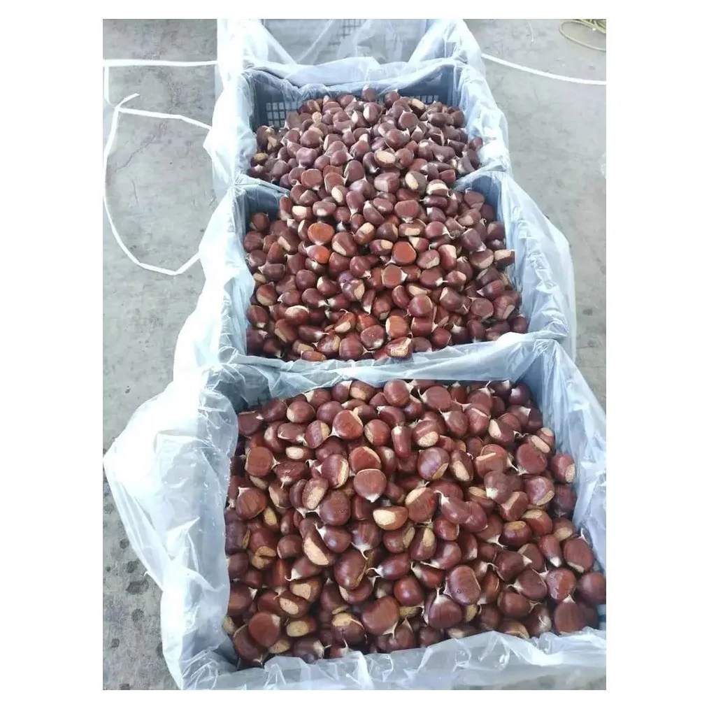 low price 100% Natural Premium Quality Dried Chest nuts Wholesale chestnuts snack roasted chestnut Fresh new chest nuts for sale