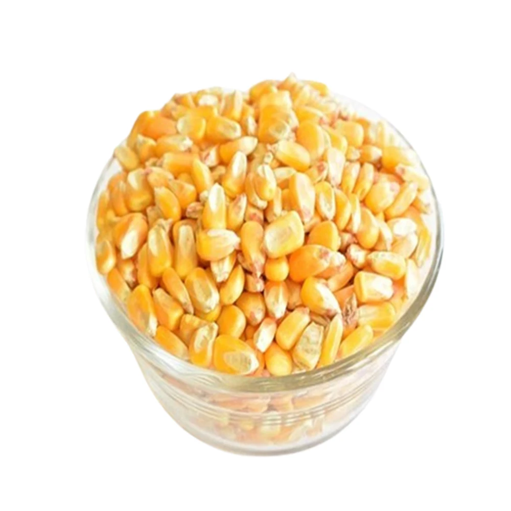 Bulk Supplier Non-Glutinous Yellow Corn Maize Seeds 100% Natural Available At Affordable Price