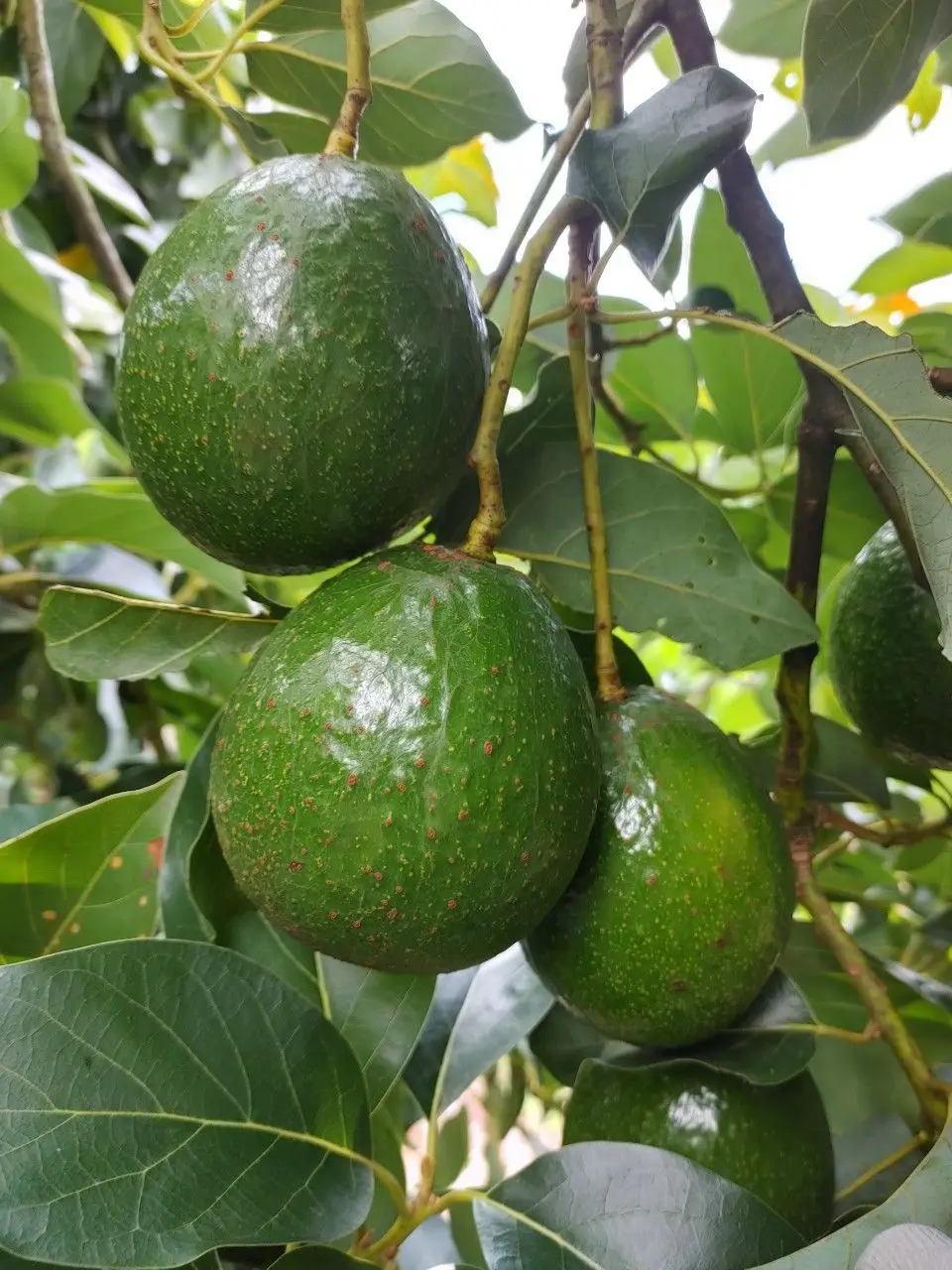 CUSTOMIZED BRAND AVOCADO FROM VIETNAM - HASS AVOCADO FOR EXPORT WITH THE BEST PRICE STANDARD HIGH TROPICAL FRUIT AVAILABLE