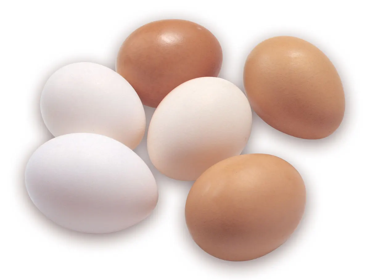Cobb 700 CObb 500 and Ross 308 Broiler Hatching eggs / Best Quality Organic Fresh Chicken Eggs