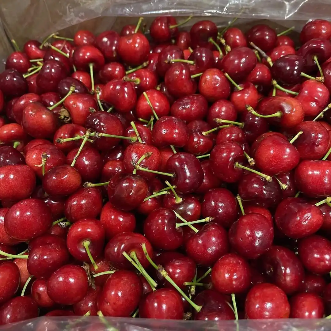 Красная Сладкая вишня/свежие вишневые фрукты поставщики