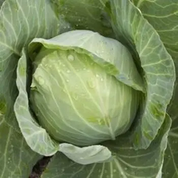 New Crop Fresh green cabbage From Vietnam Wholesale price fast delivery