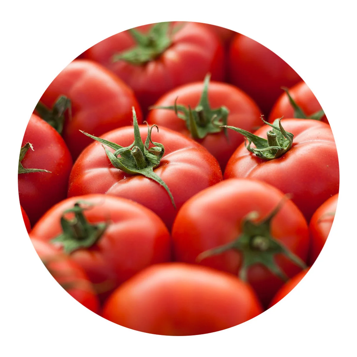 Environmentally friendly tomato for sale from direct agricultural producers  bulk in price