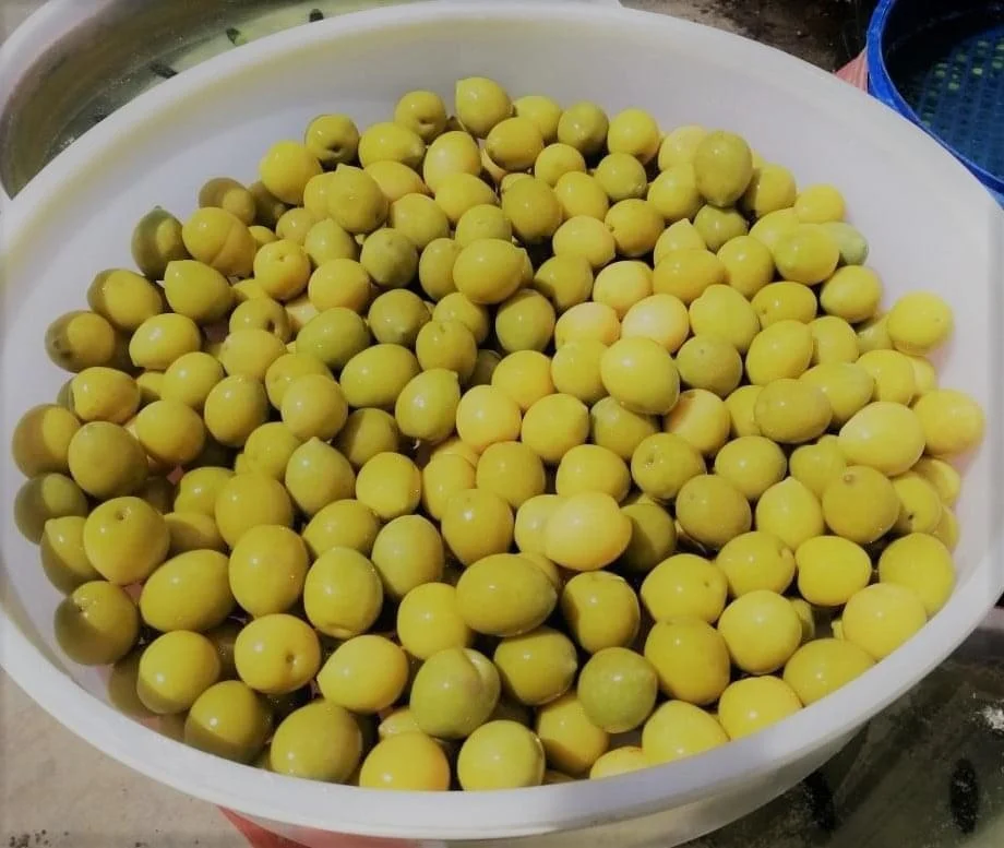 Olives All Types Green Pitted Olives Black Italy Tropical Style Packaging Color Package Weight Brown Net Origin Human Large Size