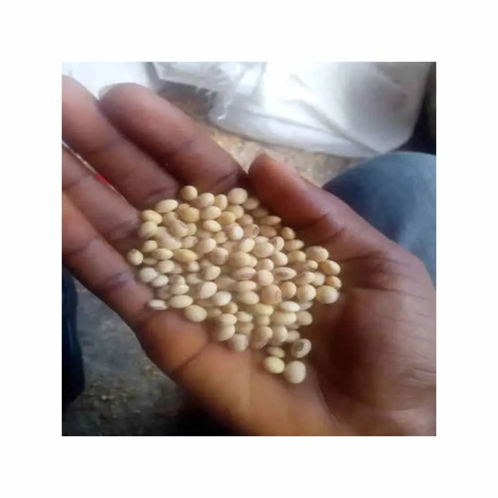 Gmo Soybeans / Soya Beans Soy bean Seeds and Soya bean Seeds