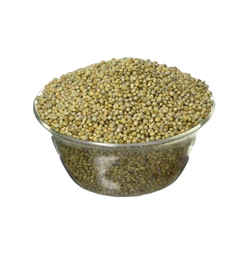 Green Millet for Animal feed Available for Sale