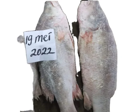 FROZEN BARRAMUNDI WHOLE