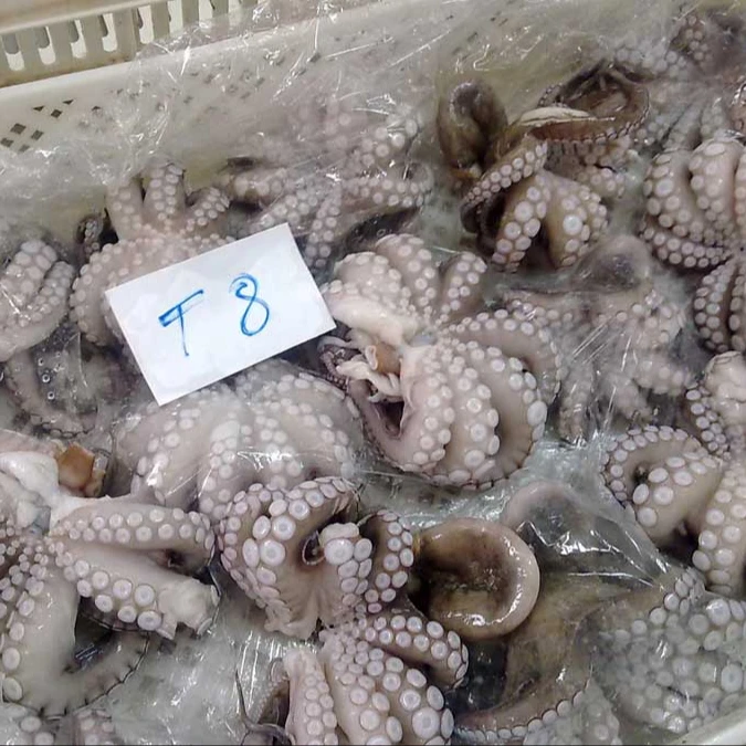 Frozen Octopus..jpg