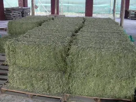 Top Quality Alfalfa Hay for Animal Feed Alfalfa Hay wholesale