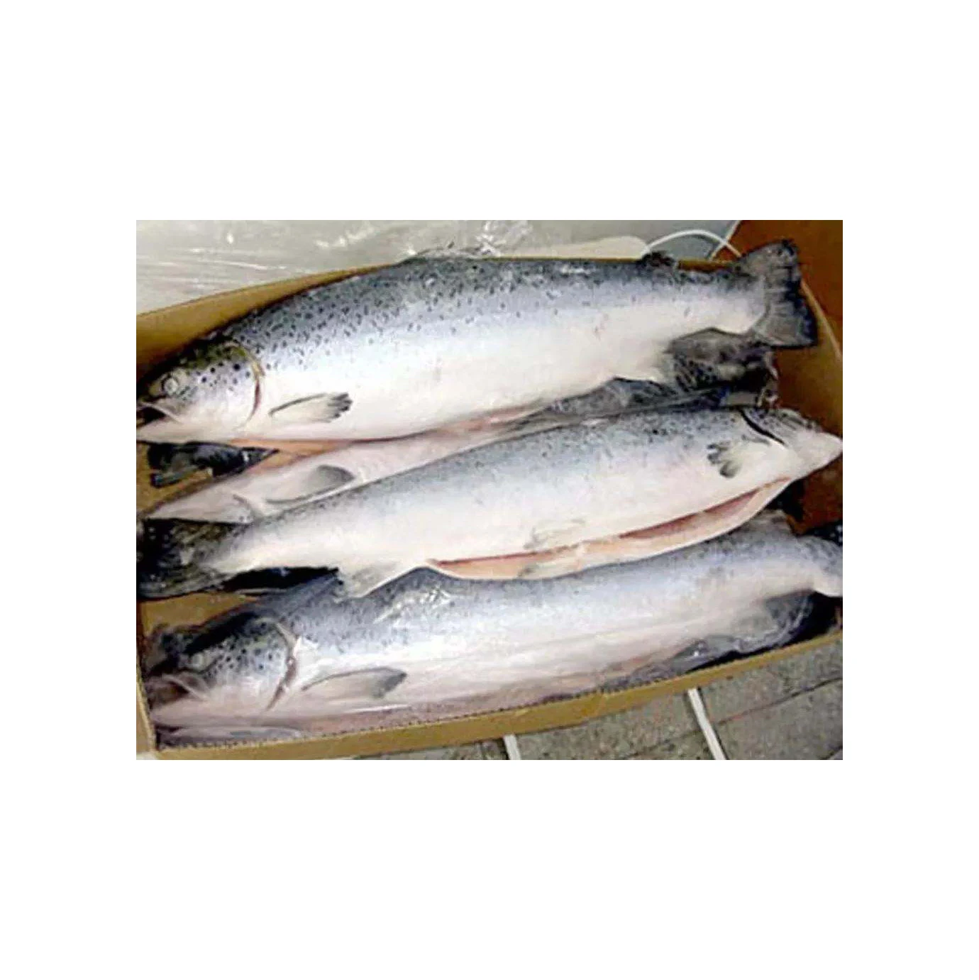 Whole Frozen Salmon Fish/ Salmon Fillet / Salmon Head for sale
