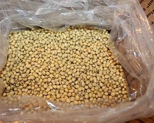 Soya beans Fresh Stock Wholesale Price High Quality