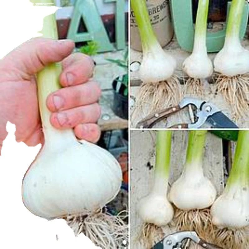 2022 MN Elephant Garlic export in net mesh bag packing