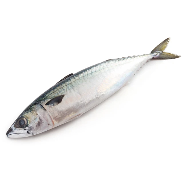 trachurus japonicus fresh frozen horse mackerel fish organic healthy delicious support lmmune easy to take