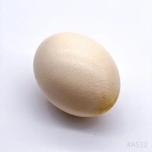 Прямая ферма свежие страусиные яйца-живые птенцы страуса