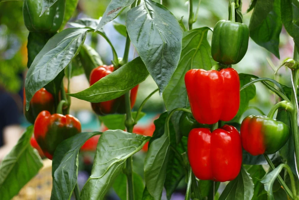 FRESH CAPSICUM Kim Yellow Green Red Sweet Style Organic Color Weight Pepper Origin Type Bell Size Product Place Model Maturity