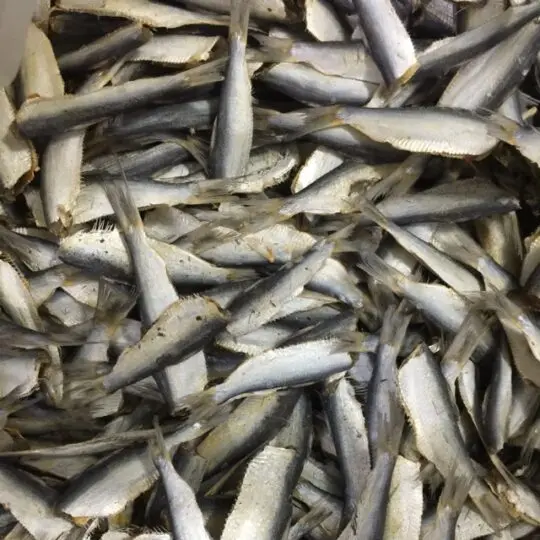 WHOLESALE BULK FRESH SEAFOOD | STEAMED HERRING AND DRYING