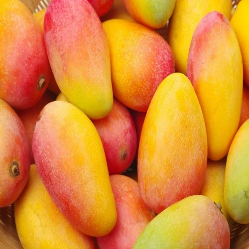 Good Sell Premium Fresh Mango Yellow Mango Cheap Price Fresh Mango Fruit