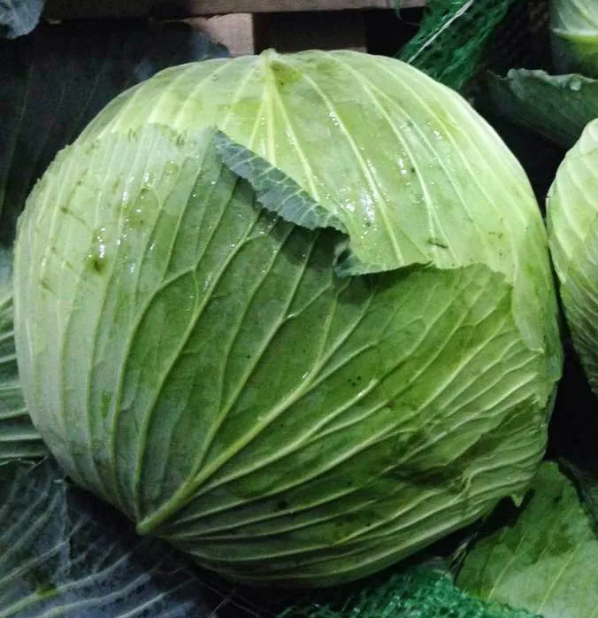 Новый Урожай круглой формы вьетнамская