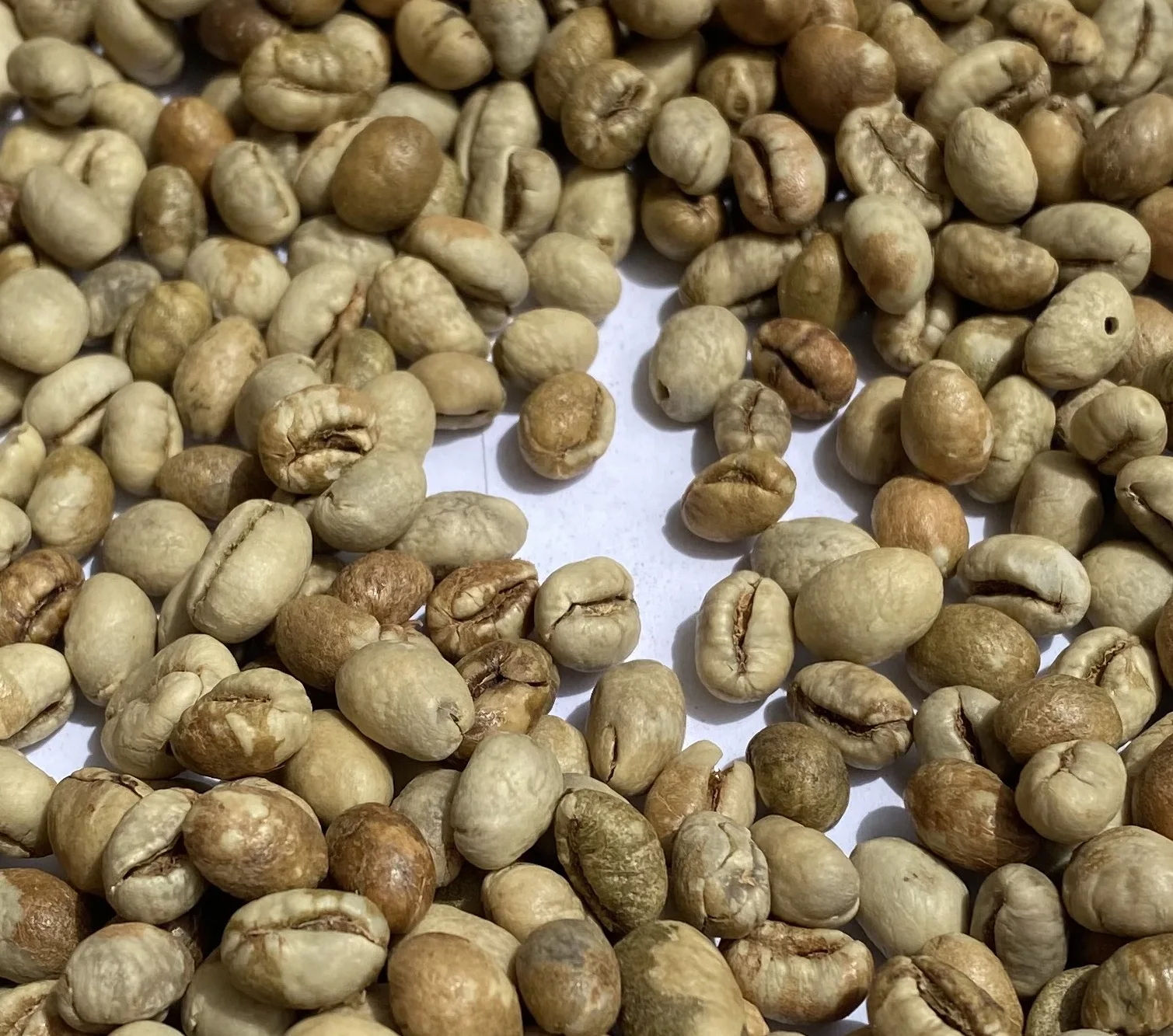High quality Robusta green coffee beans
