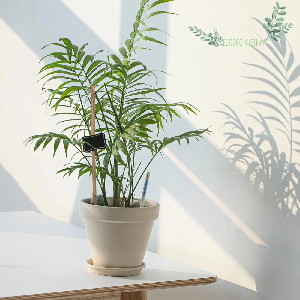 Natural Bamboo Stick For Plant/ Bamboo Stick For Supporting Flower With High Quality Bamboo in Vietnam Made by Eco2go