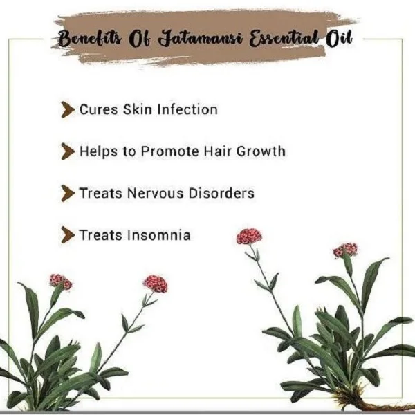 Jatamansi Essential Oil  at Whole sale Price