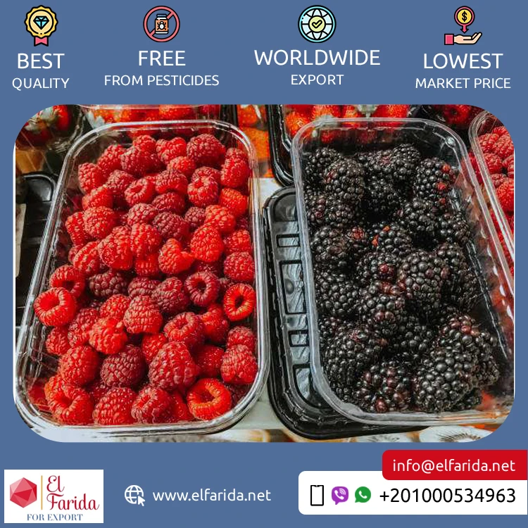 Best Buy Bulk Quantity Export Fresh Nutritious and Delicious Berries Natural Sweet Fruit Blackberry Available for Bulk Buyers