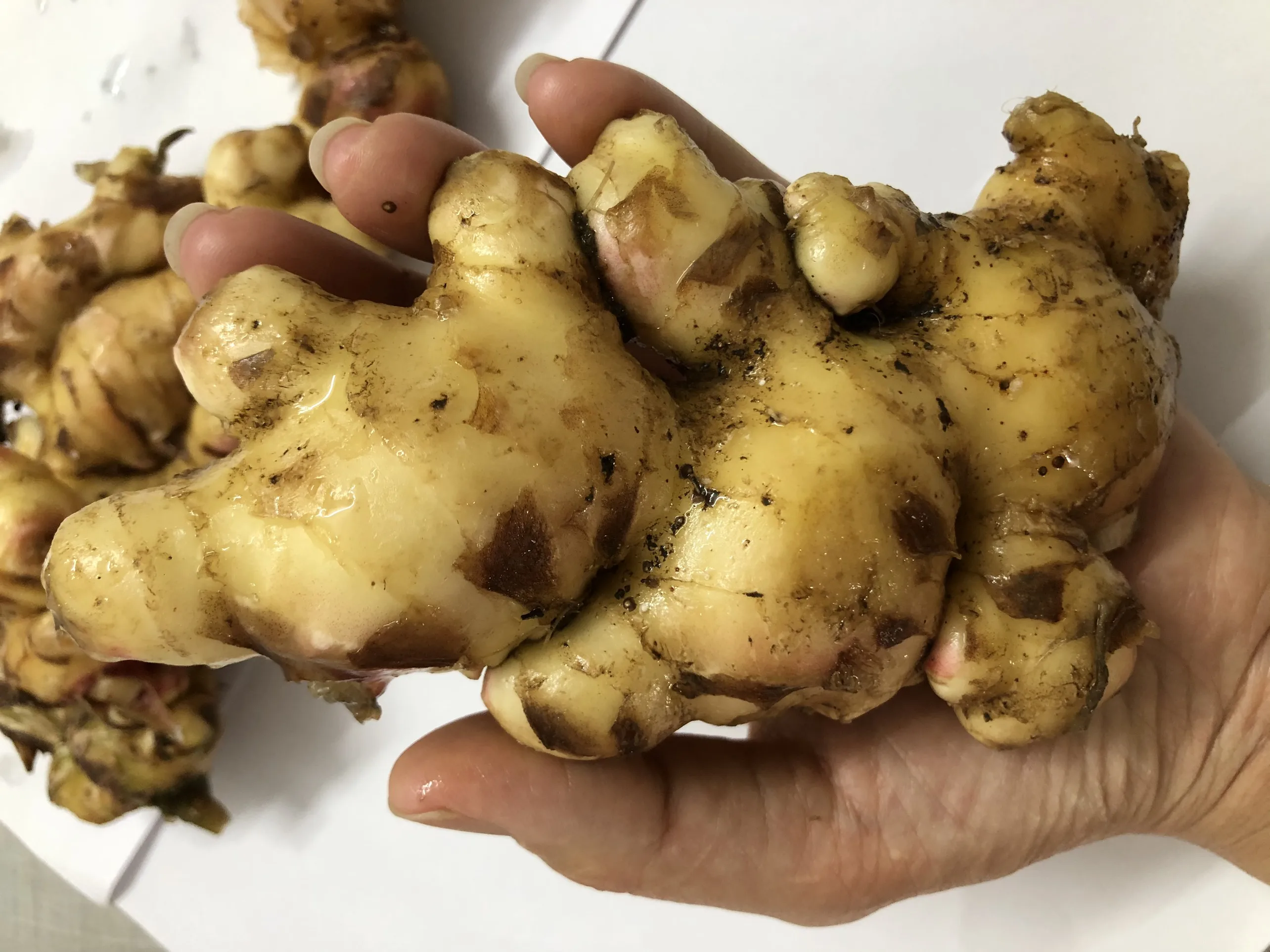 SUPPLY FRESH GINGER  WITH THE BEST PRICE (+84 983 028 718).