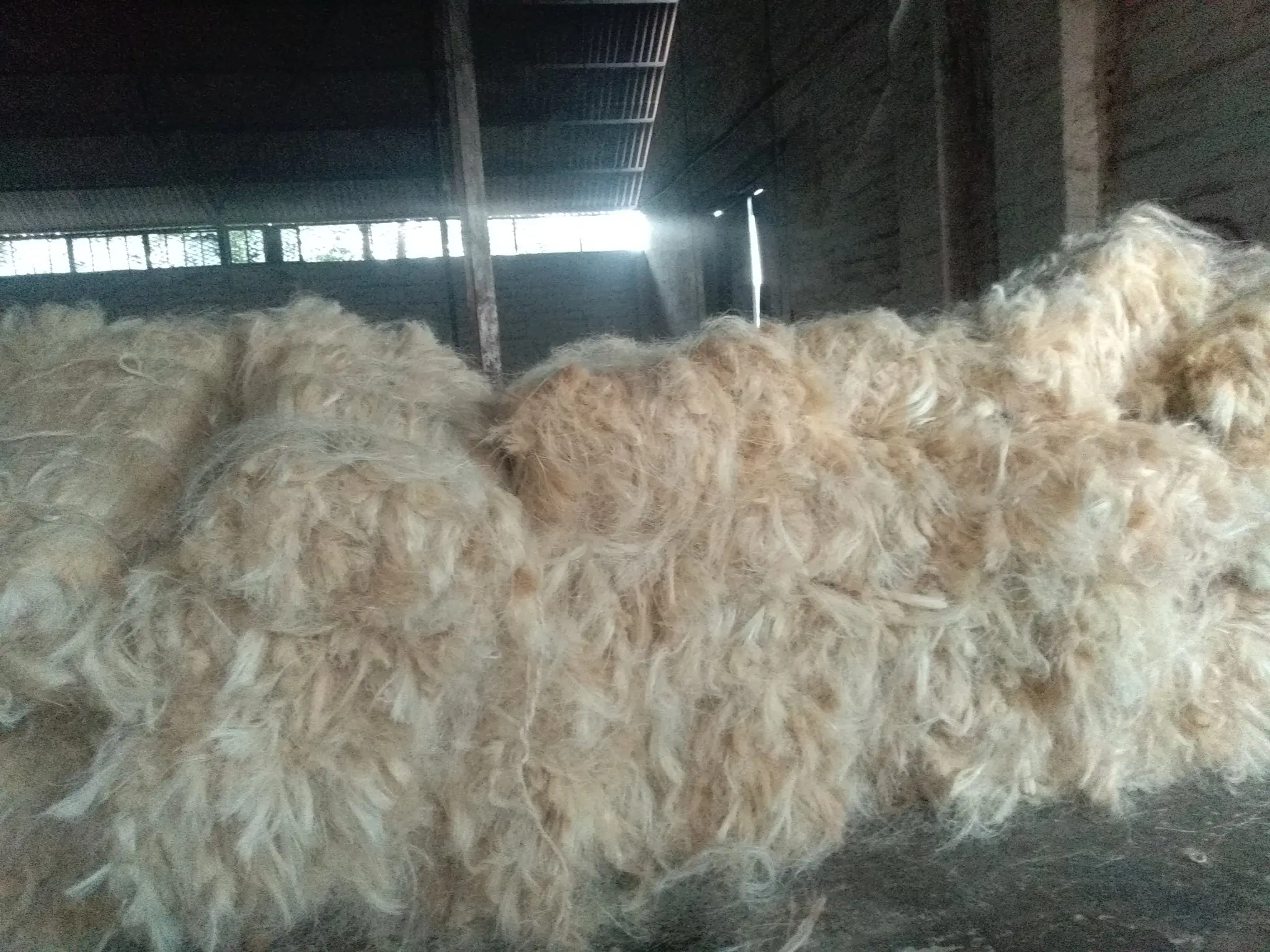 sisal fiber 1.jpeg