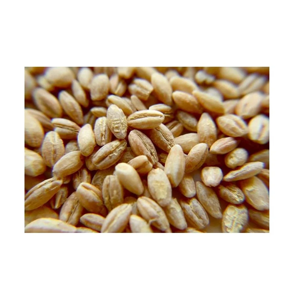 Premium Barley /Animal feed barley/bulk barley Malted Barley