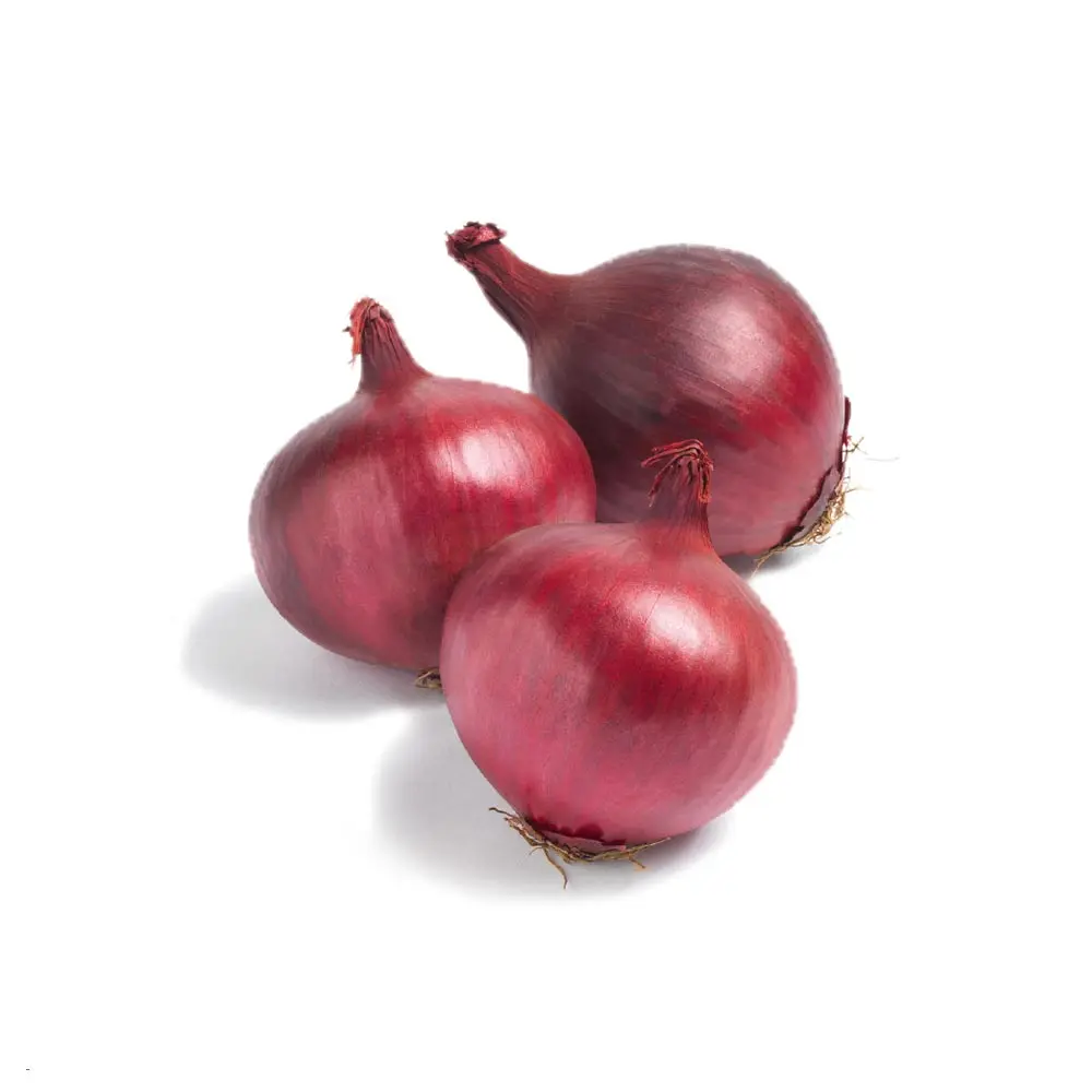 Fresh Red Onions organic and ready to delivery