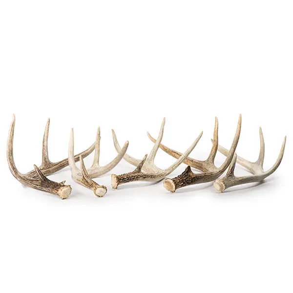 fallow Antler for sale/ Red Deer Antlers