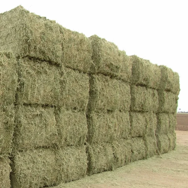 Animal Feed Grade Top Quality Alfalfa Hay Pellets For Sale Top Grade In Bulk Quality Rhodes Grass Hay 1/6 Best Factory Price